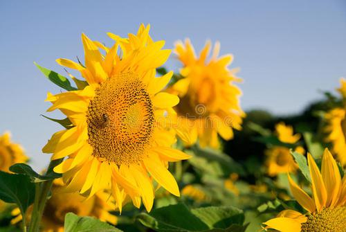 晴朗的天气总能带给人们好心情