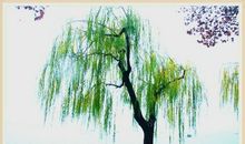 描写树的古诗