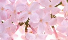 关于朋友离去的友情句子