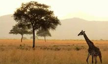 形容心碎了很难重塑的句子