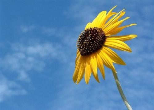 美好的英文句子 1