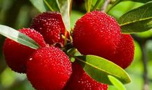 水果上市广告语大全