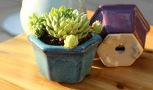 2020逗人开心的句子