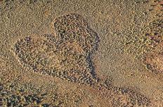 即使最美丽的事物也将有一天被遗弃