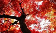 关于木棉花的优美句子