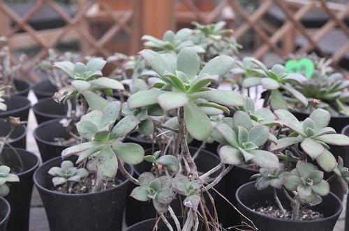 请享受由编辑组织的关于李霞快乐和快乐的句子