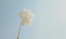 心里难受想哭的句子：连孤独都嘲笑我懦弱