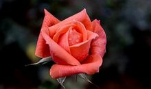 跟你在一起是我最开心最幸福的句子