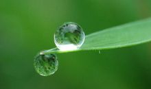 赞美小露珠的句子