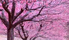 看桃花开心的句子