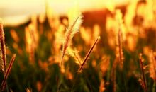 关于思念在秋意渐浓夜晚的句子