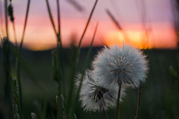我们喜欢花朵盛开