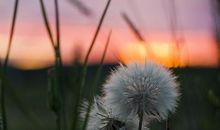 描写心境淡然唯美句子