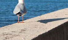 领导辛苦的问候短信