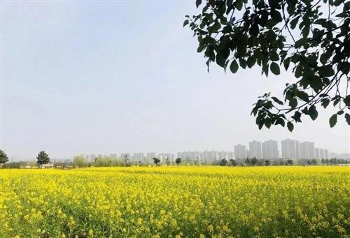 菜籽花如期盛开