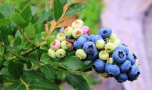 形容亲情化的句子