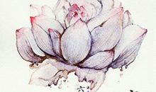 荷花的诗句大全