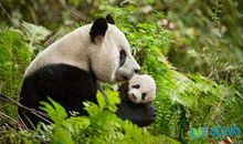 大海的美景句子