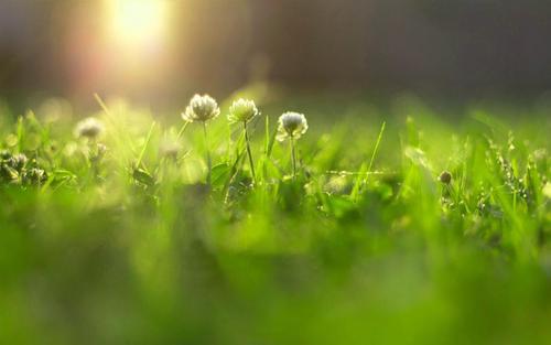 编辑编了一些关于家庭的漂亮句子