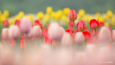 玉皮被春风吹醉