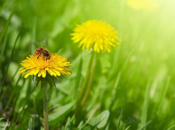 如果您问相思树