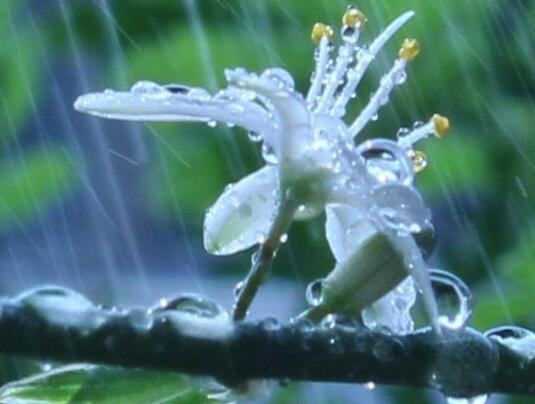 花落满不同的悲伤