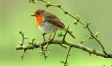 春天写小鸟的好句 描写春天鸟叫的优美句子