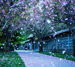    选择优美的句子  1