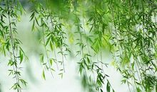 描写春雨的古诗句