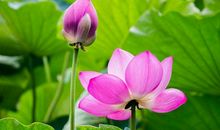 关于荷花的比喻句