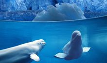 适合一年级孩子的优美句子