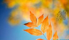 编织在心灵上的美句