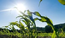 描写夏天景色的诗句