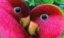 优美的感情句子语录