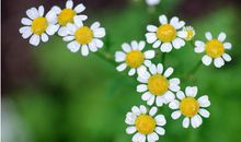 赞美朴实亲情的句子