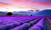 很有诗意的句子：青竹板凳，老酒几杯，只等故人归