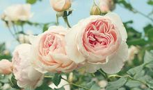 关于感恩生活的句子大全