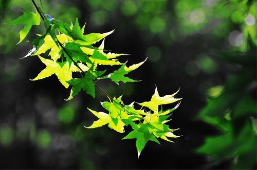 编辑编了一些关于家庭的热烈句子