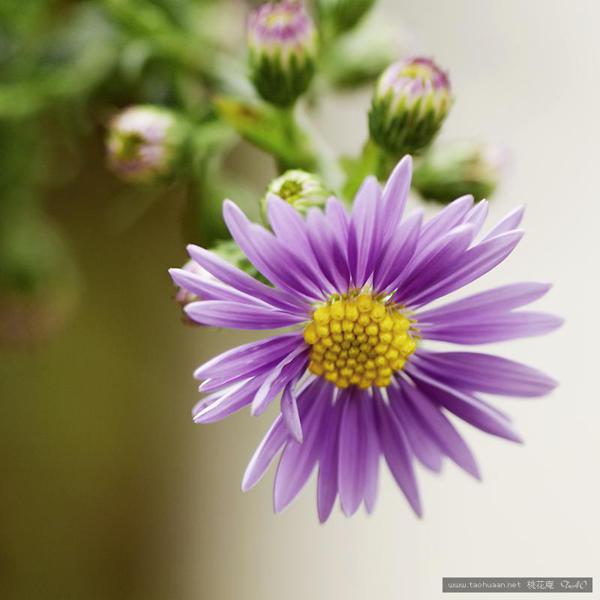 尽管由于心痛而无法呼吸