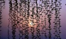 那些让人心静的句子