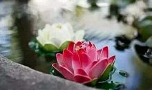 养花心静的句子