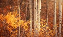 人生感言经典句子