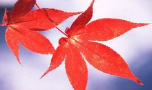 激励自己每天开心的句子