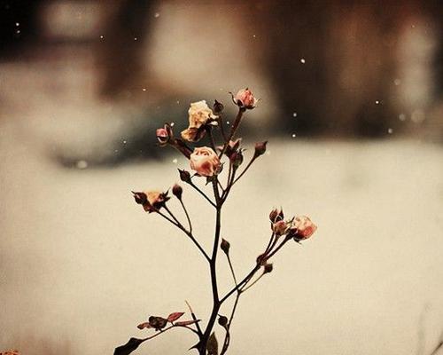 冬至是一个快乐的团圆日