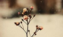 冬至开心的句子