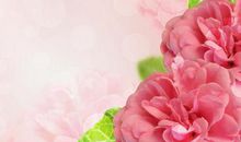 老年人开心的好句子