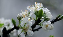 关于梨花的优美句子
