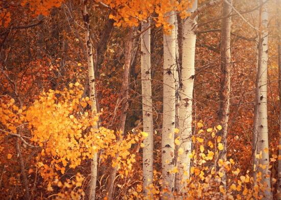 一丝真诚比一千金更好