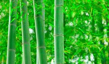 描写竹子比喻句