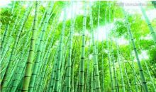 描写竹子的优美句子